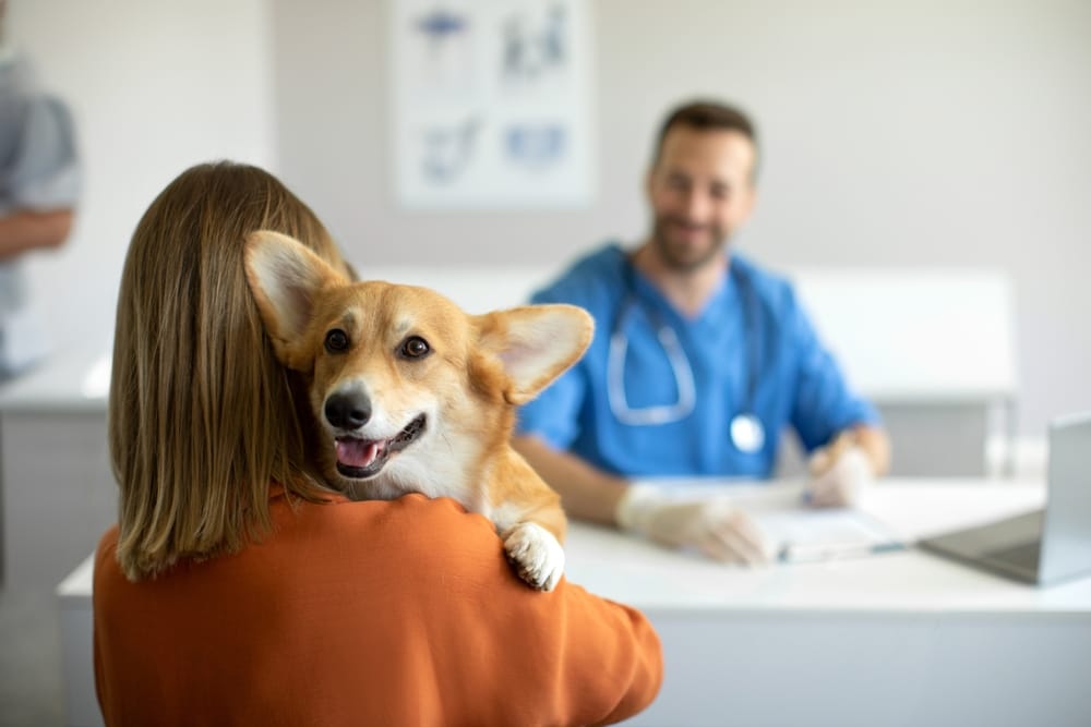 What is a holistic vet?