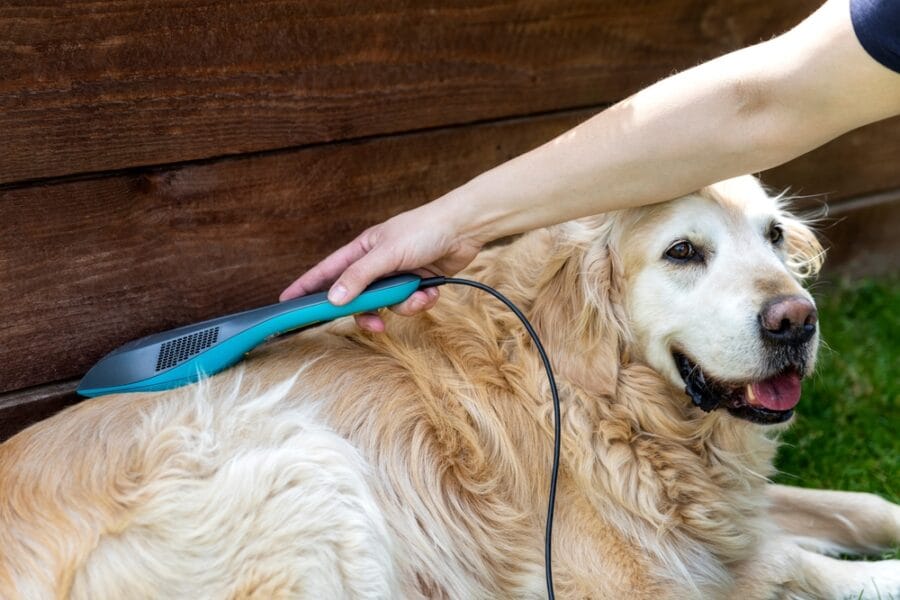 What is laser therapy for dogs? 5 Chronic Conditions Treated