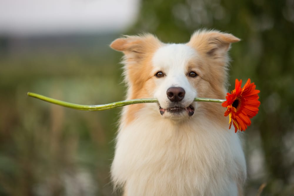 When Are Dogs Fertile: Understanding The Reproductive Cycle Of Your Female Dog